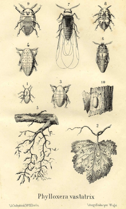 Detalls de l’insecte phylloxera vastatrix a “Estudios sobre la phylloxera vastatrix: precedidos de una reseña histórica de la vid y de sus enfermedades,” de Joan Miret, 1878. CDV Vinseum.