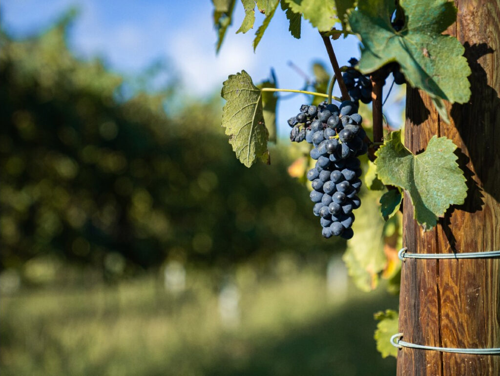 El Departament d'Agricultura destina 17 milions d'euros d'ajudes al sector vitivinícola