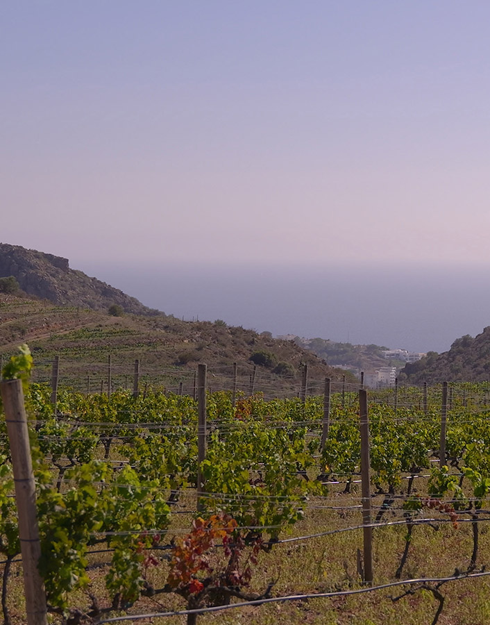 Primer Simposi de Vins Mediterranis a Perelada